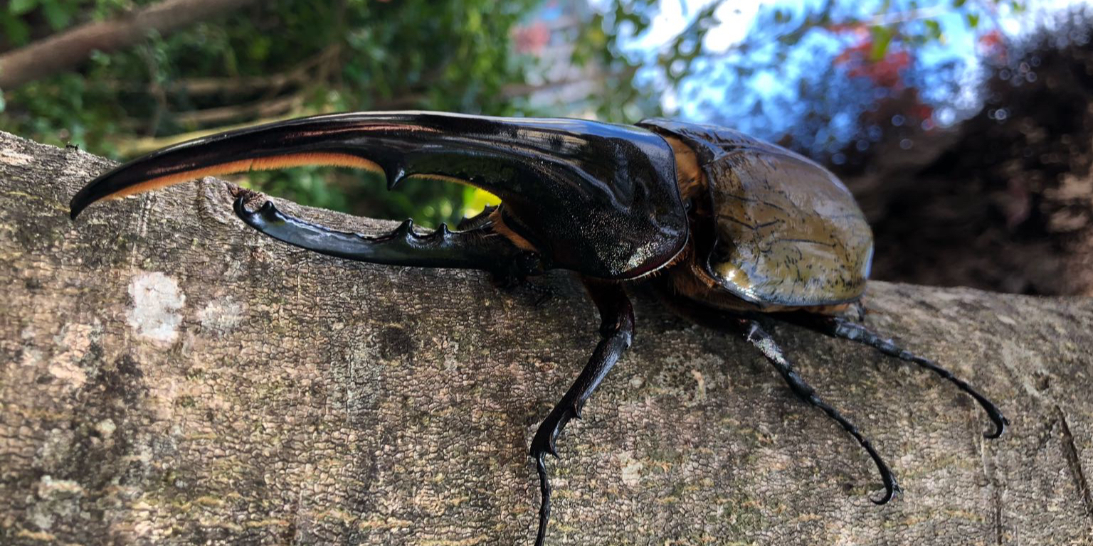 カブクワブリーダー カブクワブリーダー | 好きでつながるバーチャルワールドYay