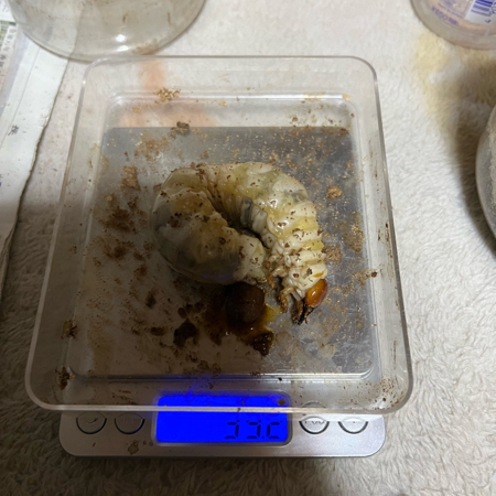 カブクワブリーダー | 好きでつながるバーチャルワールドYay