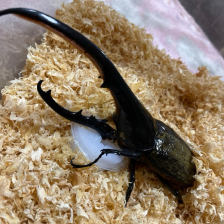 カブクワブリーダー カブクワブリーダー | 好きでつながるバーチャルワールドYay