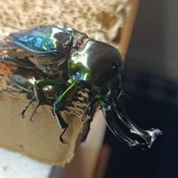 カブクワブリーダー | 好きでつながるバーチャルワールドYay