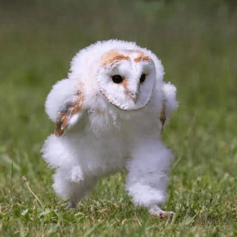 ｴｯﾎｴｯﾎ みんなに伝いなきゃ！ｴｯﾎｴｯﾎ！界隈 | 好きでつながるバーチャル