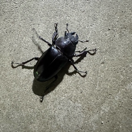 カブクワブリーダー カブクワブリーダー | 好きでつながるバーチャルワールドYay