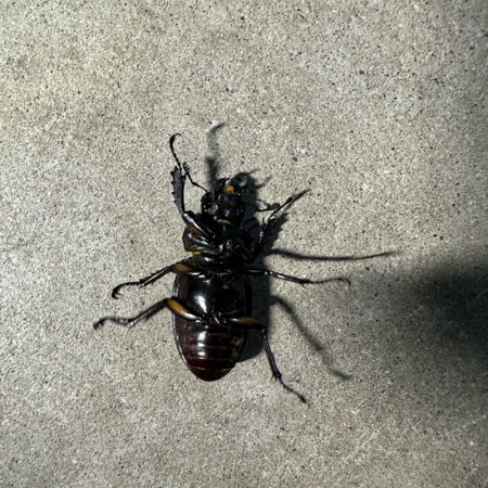 カブクワブリーダー main_slider01.jpg.webp