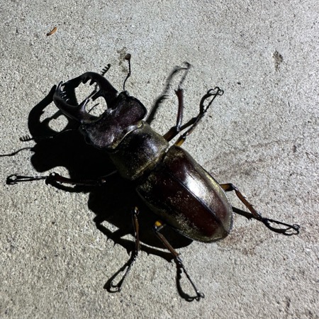 カブクワブリーダー カブクワブリーダー | 好きでつながるバーチャルワールドYay