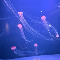 華音のカバー写真