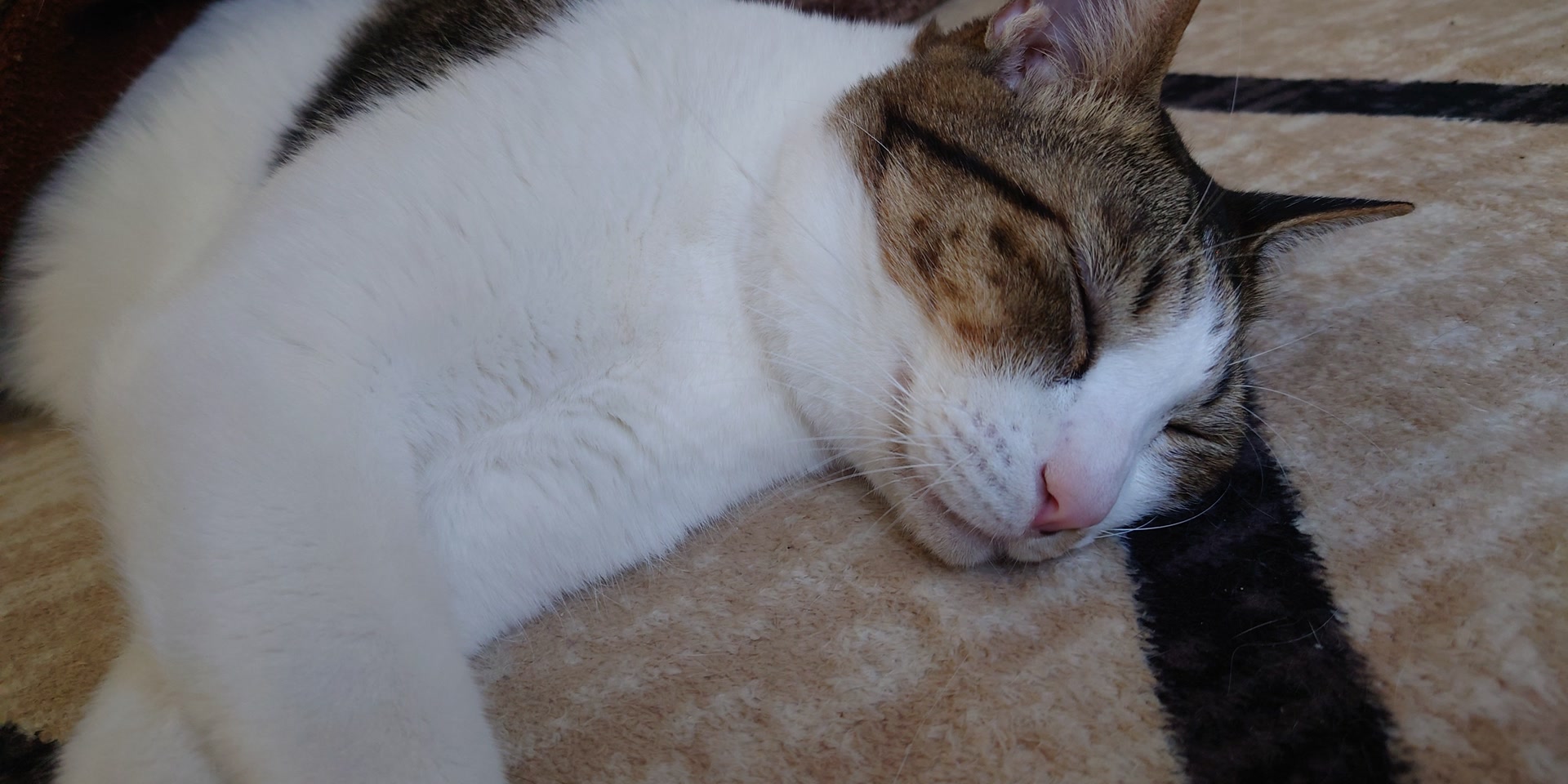 松原のカバー写真